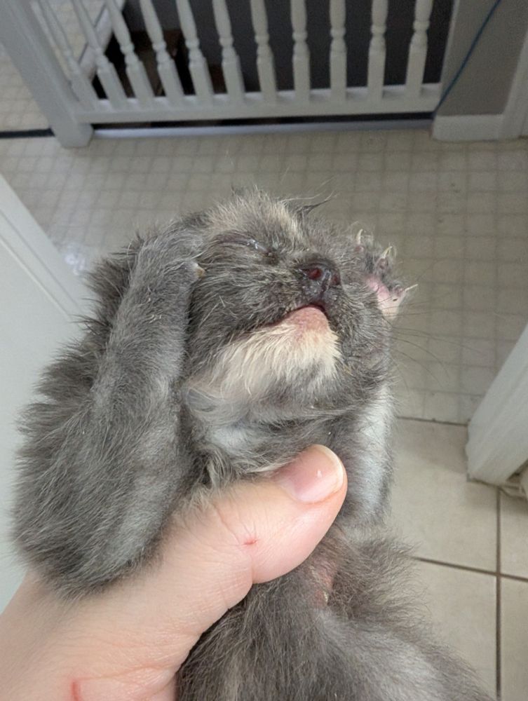 Dilute grey torti kitten holding her face with her paws while being held