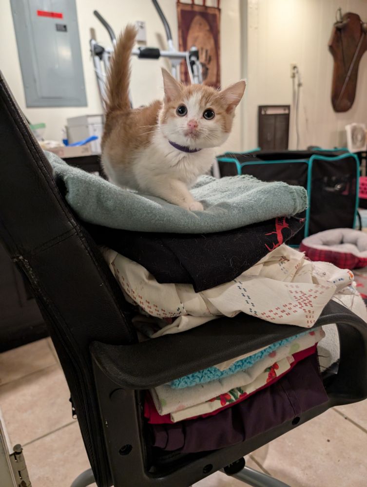 An orange and white kitten standing on a pile of blankets on a chair.