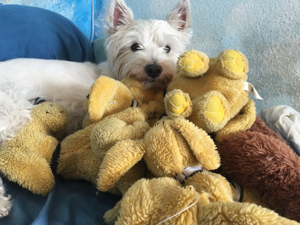 Hier kommt meine Prinzessin gleich hinterher. Die hat sie sich zum Chillen zusammengesammelt!