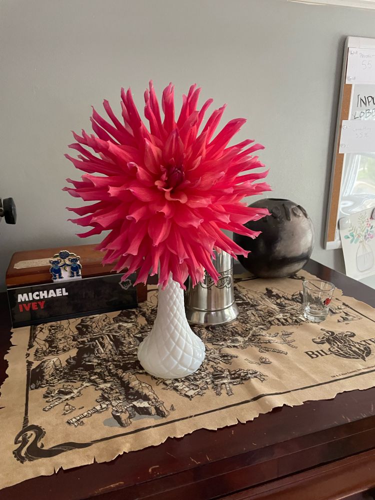 A large pink dahlia