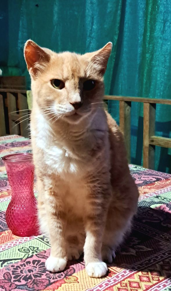 Orange cat sitting on a table. 