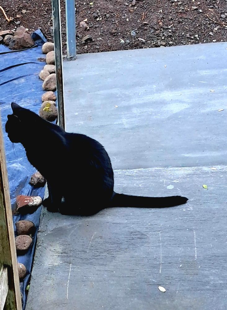 Jet. He adopted me in October 2017. 💜💜💜