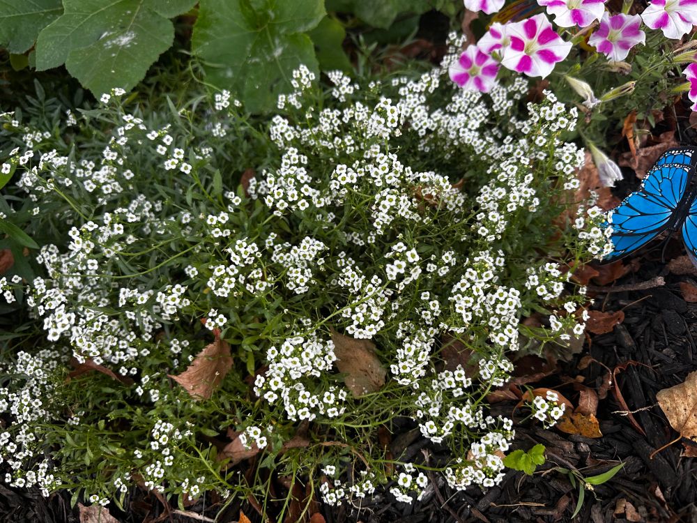 sweet alyssum