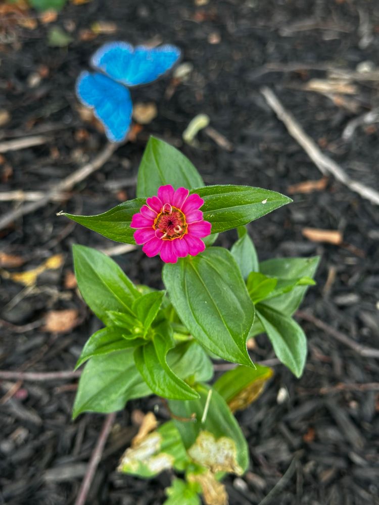 wild zinnia