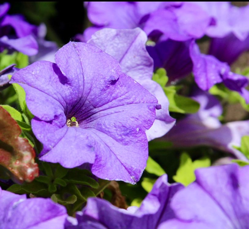 Purple flowers