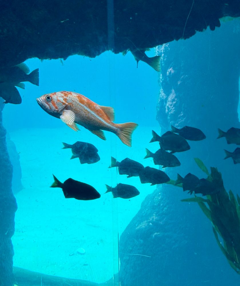 An aquarium window with a school of medium size dark fish going right and a large orange and white fish going left. There is a seaweed stalk and a boulder in background. 
