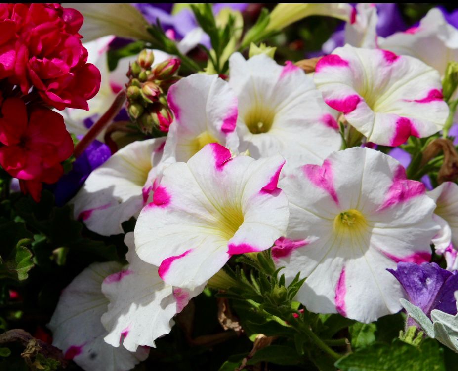 White flowers with pink accents