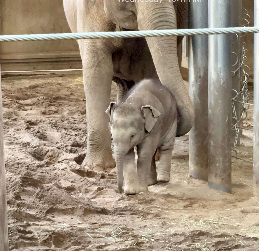 Asian elephant mom and baby in an indoor habitat 