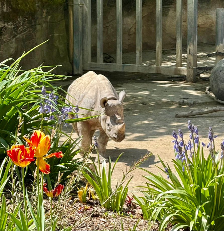 A young black rhinoceros in a zoo habitat with a raised bed of flowers in foreground and a railed gate to the non-public part of the habitat in background. 