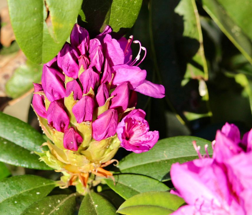 Purple buds and blossoms of rhododendron bush with leaves