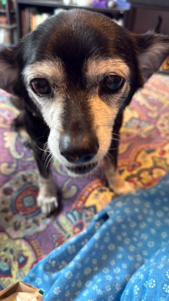 A chihuahua mix, black, tan & white, snarling at the photographer. He is standing on a brightly colored blanket with a blue garment in front. 