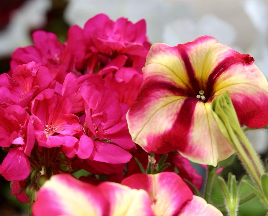 Pink flowers and pink/yellow flowers