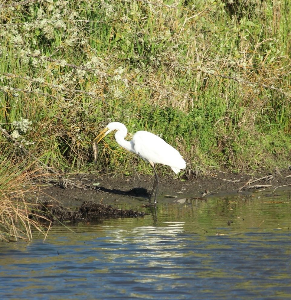 An egret on the far muddy bank of a pond, with a fish in beak. There is pond grass and other foliage in background 