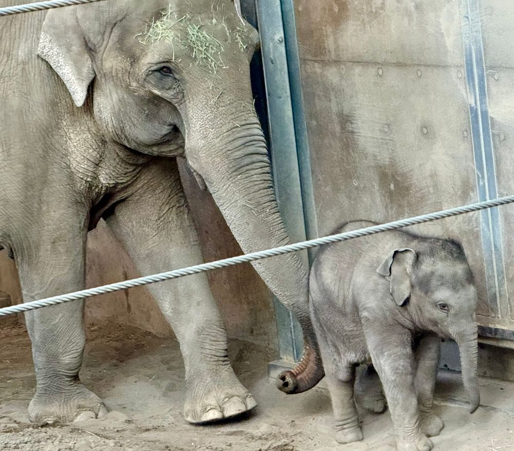 Asian elephant mom and baby in an indoor habitat 