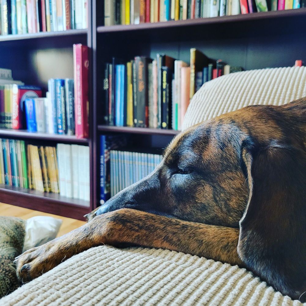 A brindle hound sleeping on a couch in the sun, with bookshelves behind them.