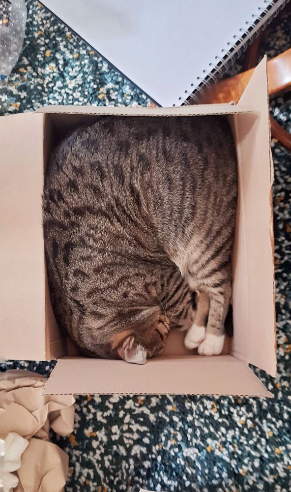 The image shows a striped grey and black cat, curled up asleep in a brown cardboard  box.