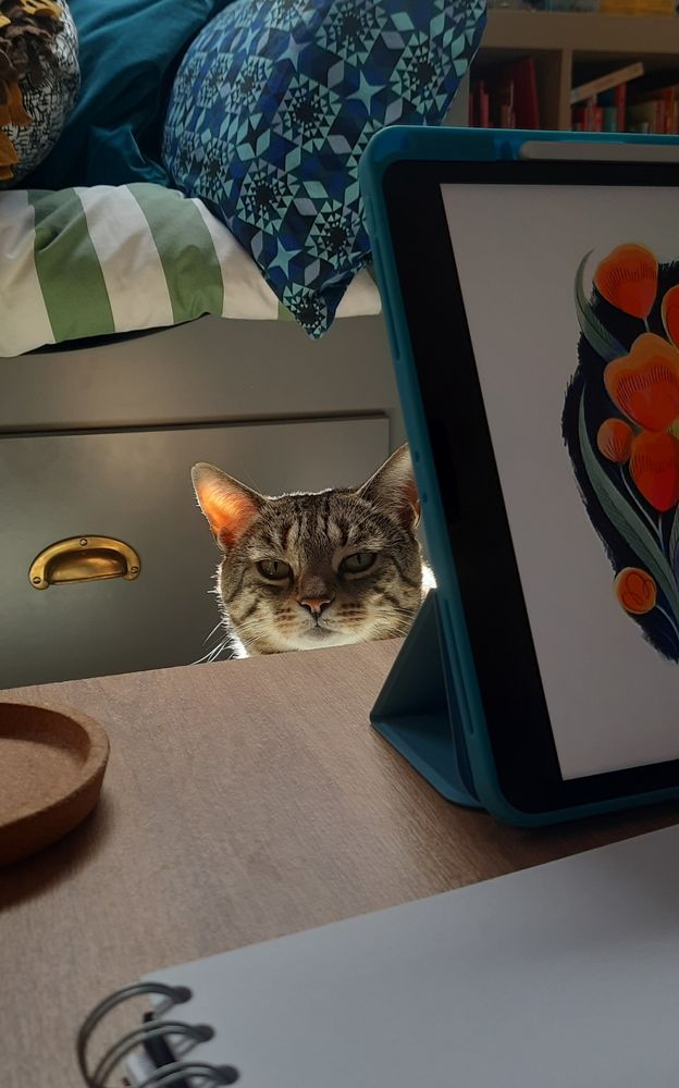 Cat gives a withering look over the top of a desk.