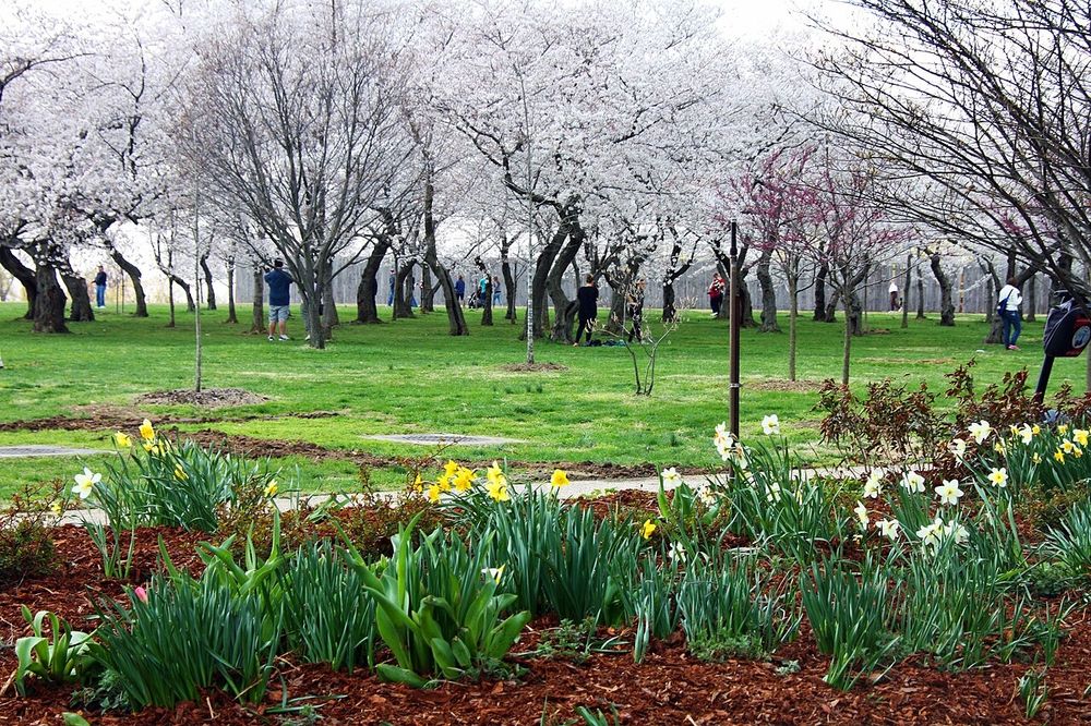 The German-American Friendship Garden in April 2014. Nearby, the cherry blossoms in bloom. 