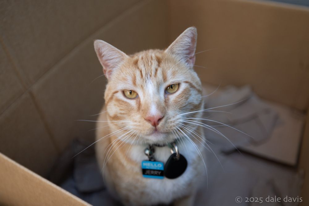 Jerry the cat. In a box. Reminding y'all the 6th amendment applies to everyone.