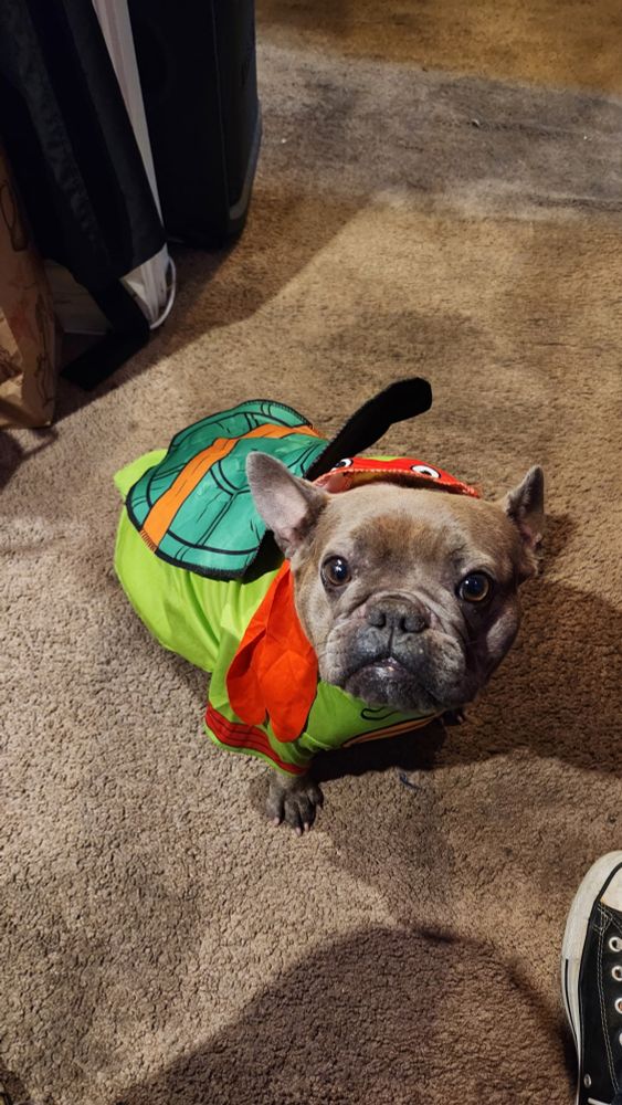 French bulldog Duchess wears a Teenage Mutant Ninja Turtle Raphael costume