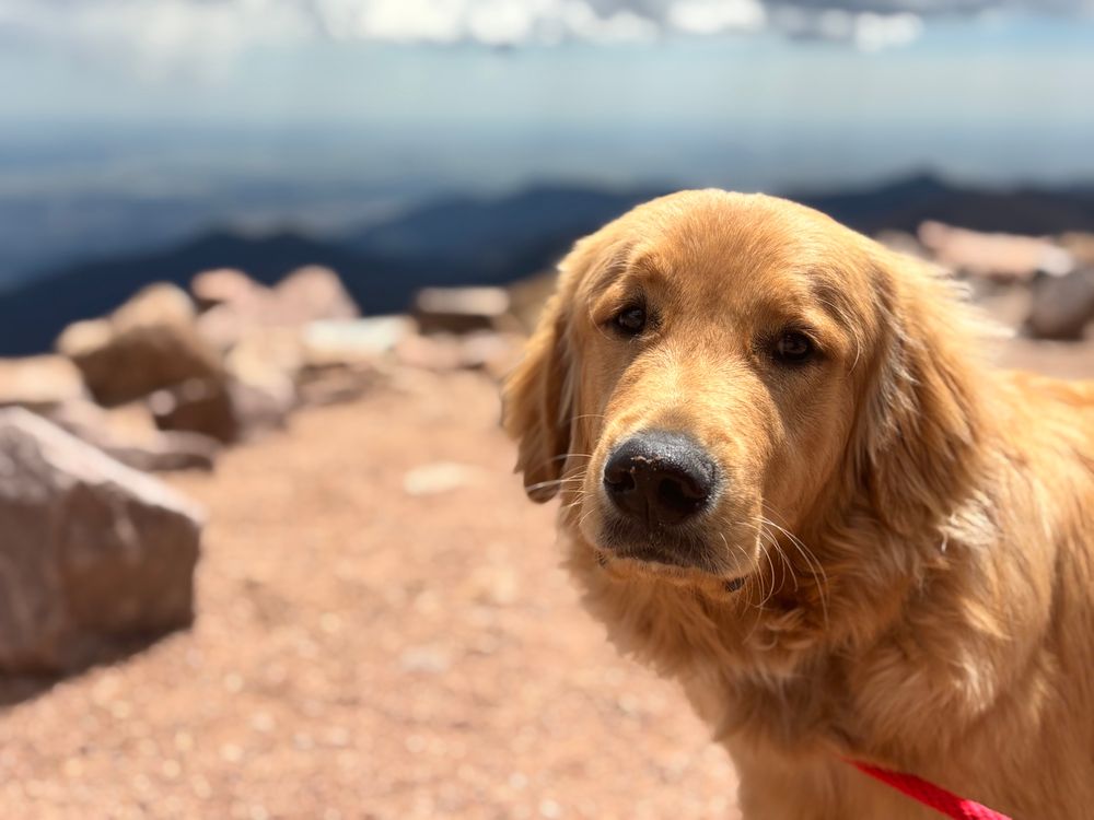 Golden retriever looks at camera close up with blurry mountain trail and vista behind him.