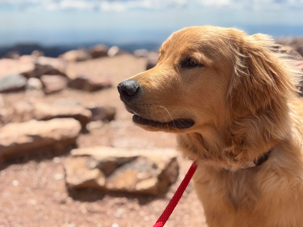 A golden retriever looks off to the side, red leach hanging down from his neck, with a rocky plateau blurred behind him leading off to a summit view.