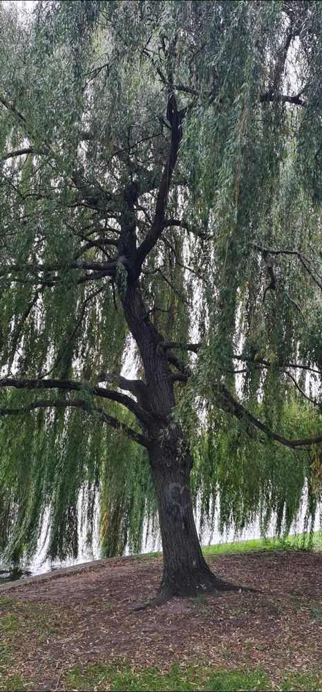 Eine Trauerweide an der Berliner Spree