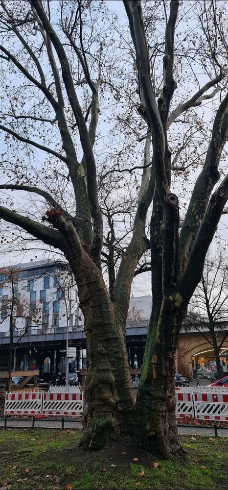 Eine große, alte Platane mit v-förmigen Stamm auf dem Savignyplatz Berlin-Charlottenburg
