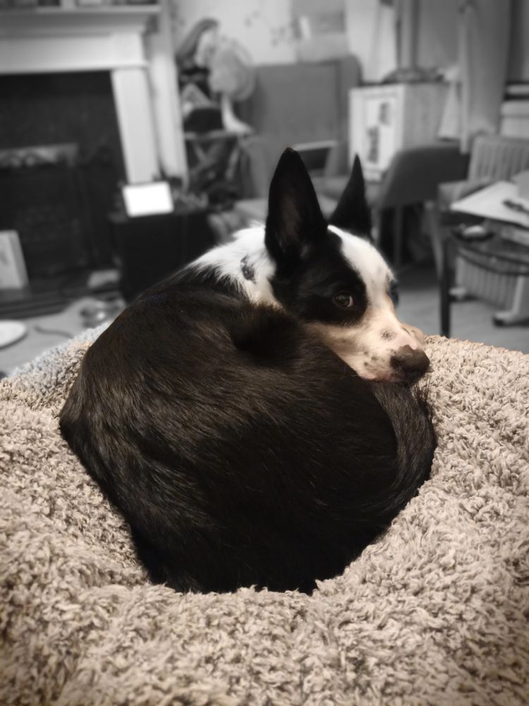 My shorthaired border collie, curled into a doughnut shape on a fluffy grey blanket, peeking at the camera over her shoulder.