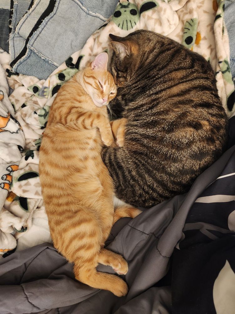 Small orange cat snuggling with a larger dark brown tabby cat