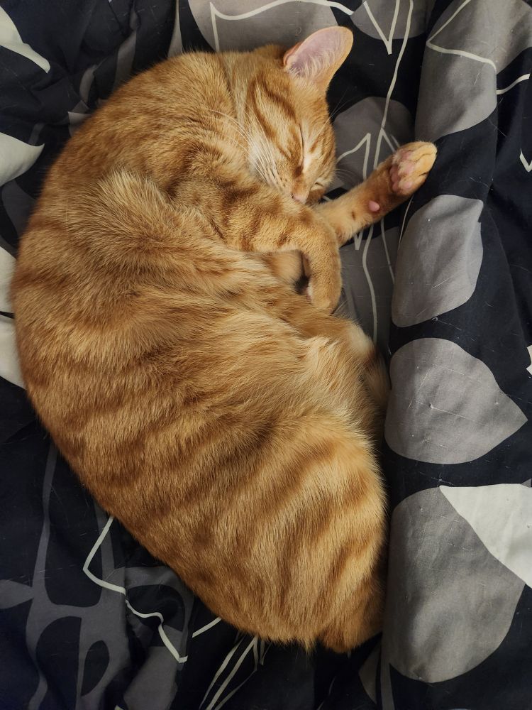 An orange cat curled up and sleeping on a black and grey comforter