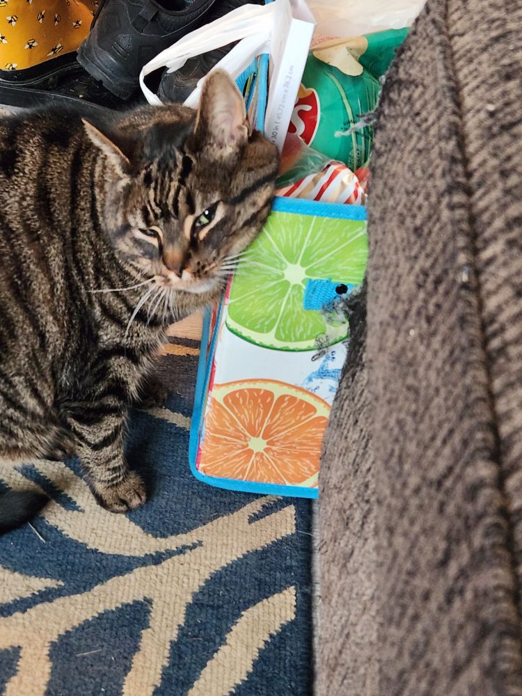 Brown tabby cat rubbing her face on the corner of a box of groceries