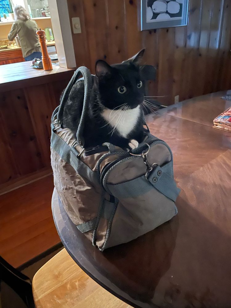 Black and white cat sitting on a luggage, looking very alert