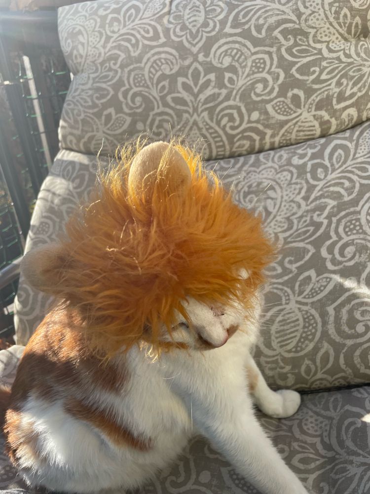 Orange and white cat wearing an orange lion hat. 