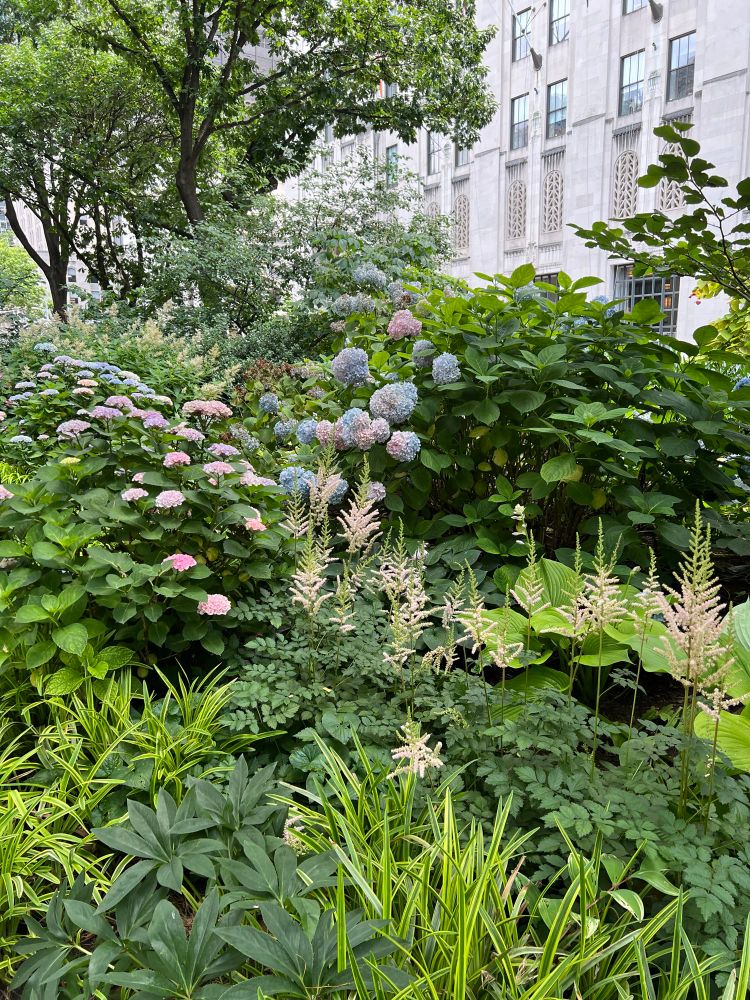 Picture of a variety of plants in New York City’s Madison Square Park, including blue/pink/purple hydrangeas, monkey grass, and hostas.