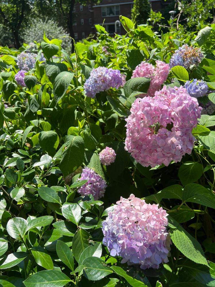 Closeup of pink/purple hydrangeas in New York City’s Pinwheel Park
