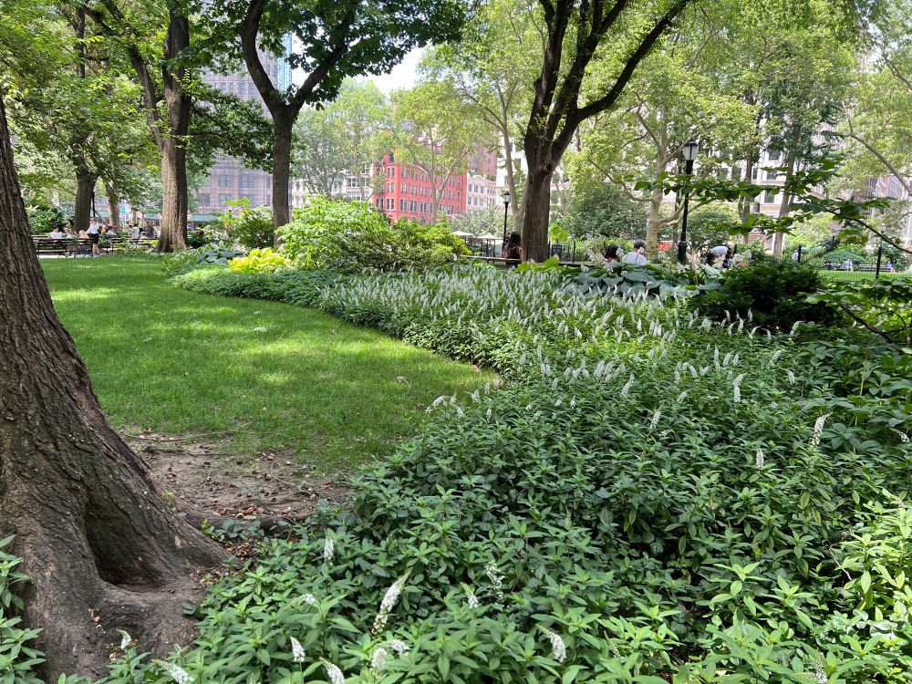 Photo of grass, hostas, and large trees in New York City’s Madison Square Park. Multistory buildings are visible in the distance.