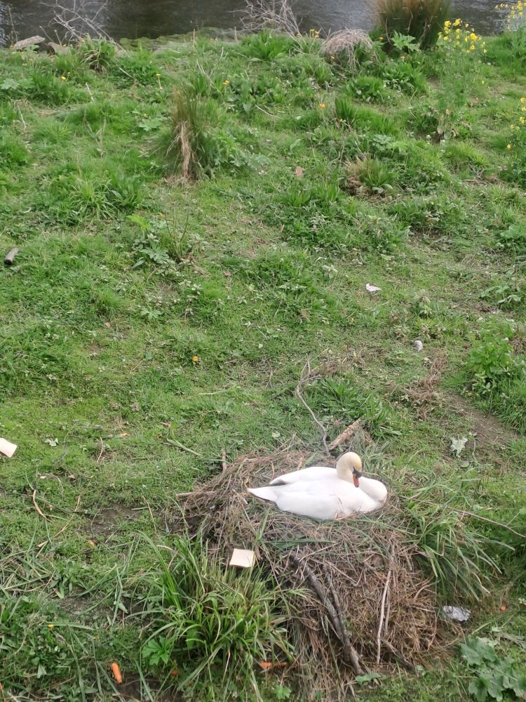 Mama swan + nest on the banks pf the Dargle