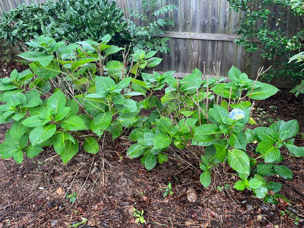 Two hydrangea bushes covered in leaves and one small blue blossom