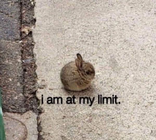 A very round bunny on the sidewalk. Black text below reads “i am at my limit.”