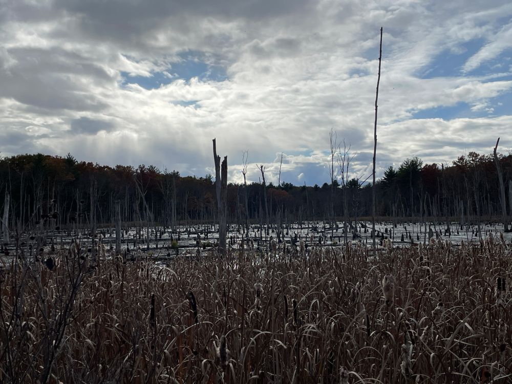 photo of a swamp area with stumps, with blue sky but cloudy