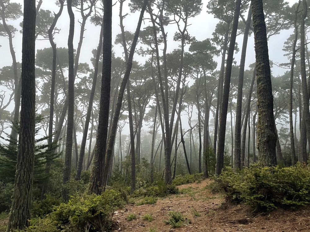 a foggy view in SFB Morse Botanical Reserve