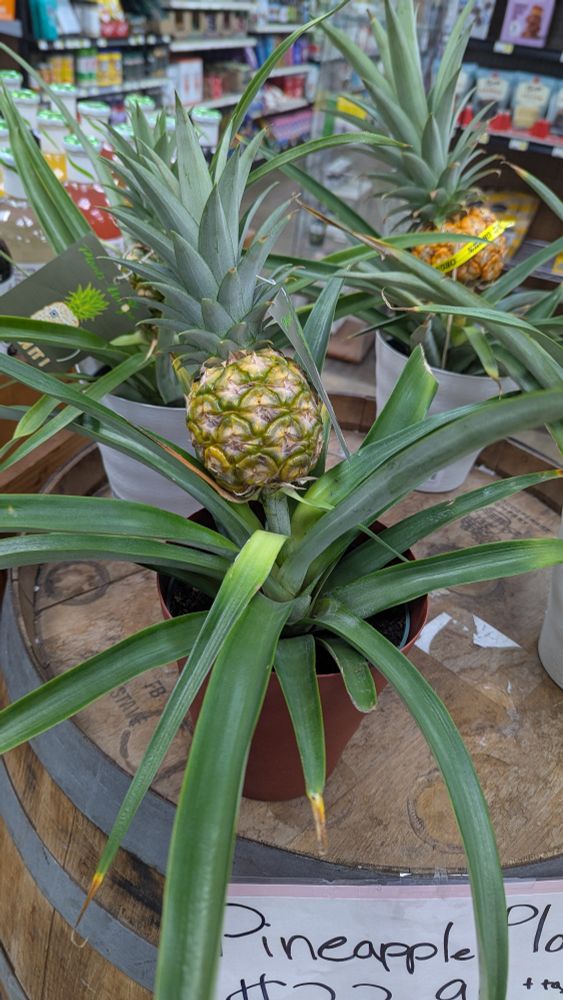 A potted plant of a tiny pineapple sprouting from a big splash of fronds going all over the place