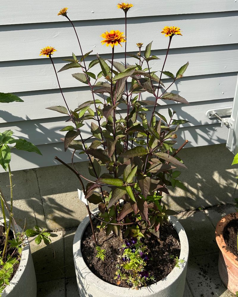 Heliopsis with dark leaves & yellow flowers with rustcoloured centres, encircled by a rustcoloured metal support.
