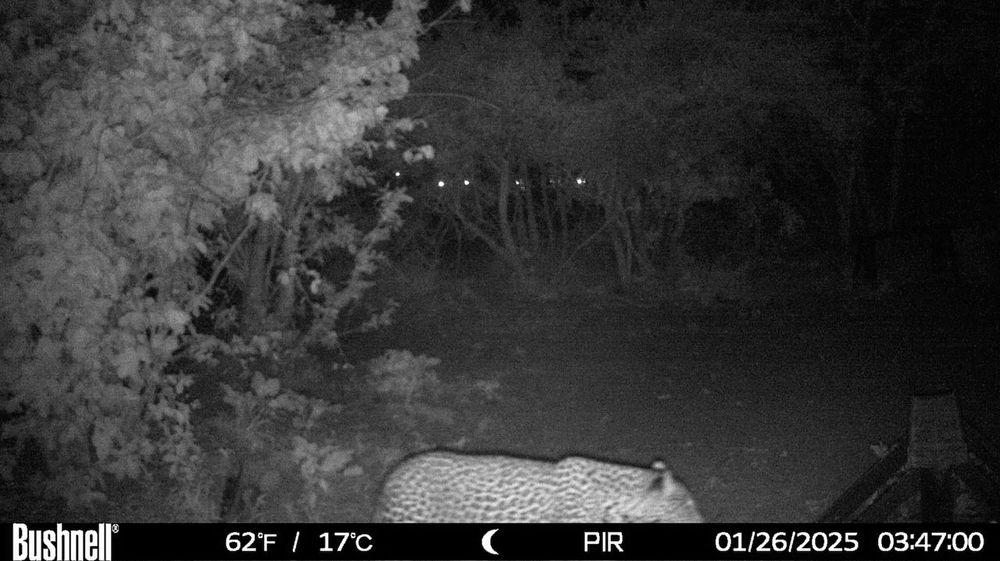 Night vision camera footage of a leopard on the property