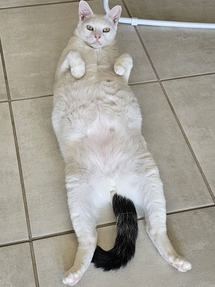 A white cat lying on his back
