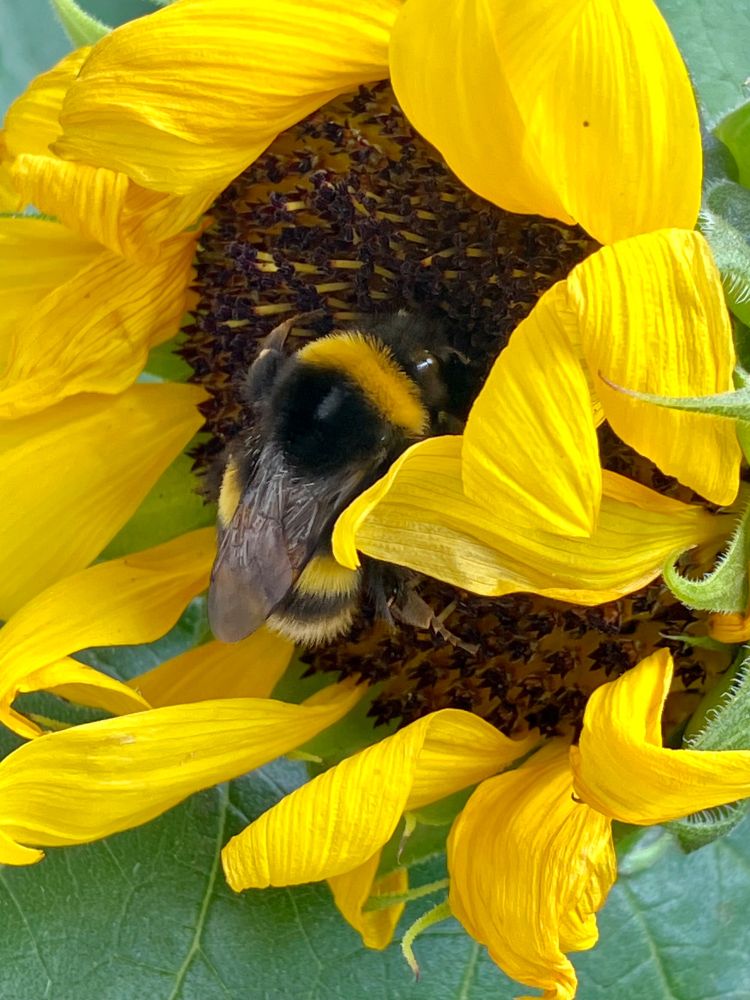 Big yellow-striped earth bumblebee sitting inside a sunflower with yellow, curling petals.