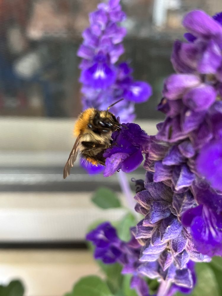 Carder bee pulls its head back out and sits on the big lower petal of the blue sage flower as if saying "Phew!"