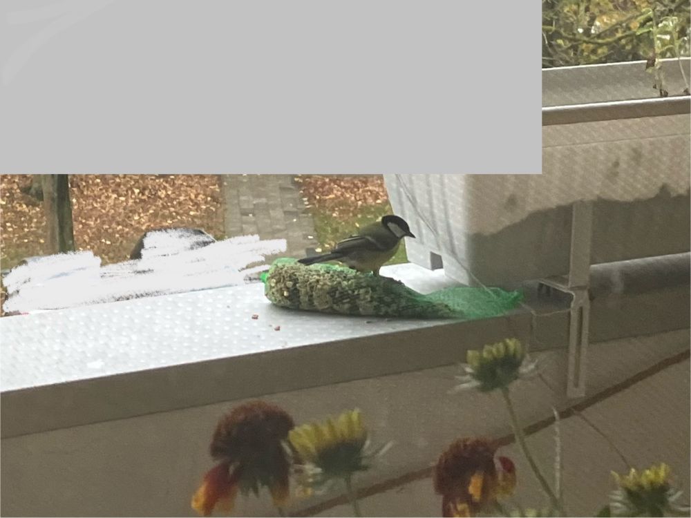 Great tit sitting on a green net bag filled with seeds, butt facing to the left, on the balustrade of my balcony. 