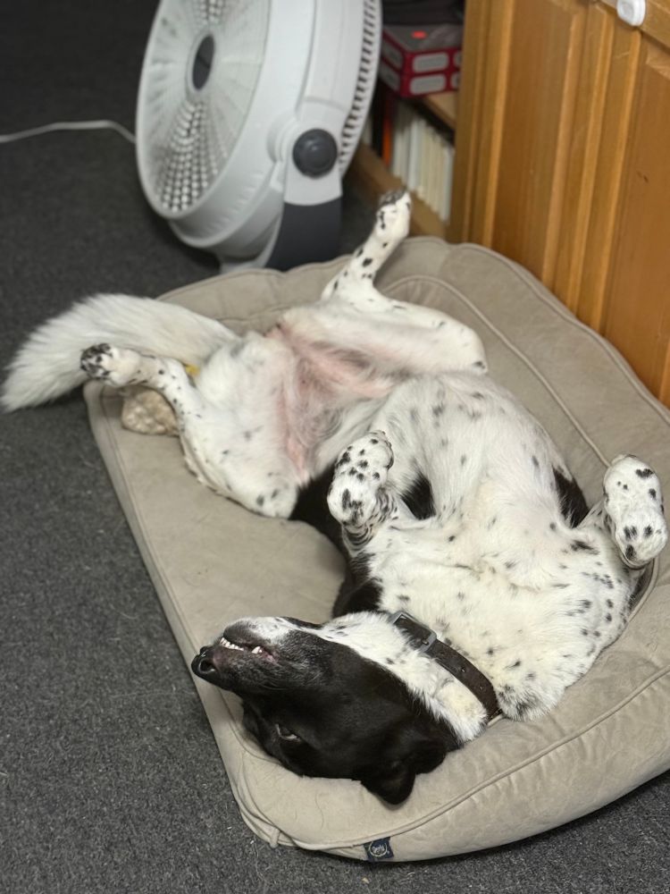 Large black and white spotted Border Collie/Akita mix dog (Zatanna) is resting in her dog bed, rolled onto her back in the roaching pose. Her teeth are sticking out because her top lip is obeying gravity. Her eyes are open, despite her sleeping. Her ears are pinned against her head from how she’s rolled over. 